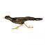 ROADRUNNER