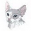 Sphynx Head