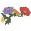 Chrysanthemum
