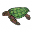 SEA TURTLE