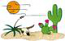 Desert Scene