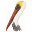 Pelican