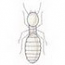 Worker Termite