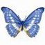 Morpho Cypris Butterfly