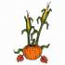 Pumpkin & Corn Stalks