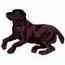 Labrador