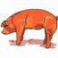 Duroc Barrow