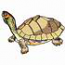 Indian Footed Turtle