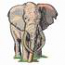 African Elephant