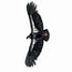 California Condor