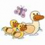 Duck Family