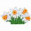 White Daffodils