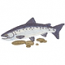 Coho Salmon