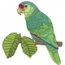 Parrot