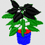 POINSETTIA